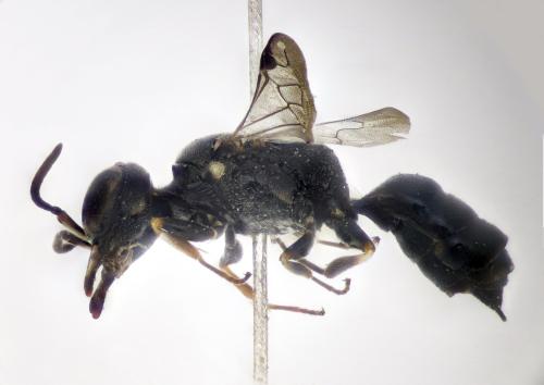 Réf. 320 047 : Passaloecus gracilis